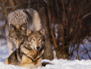 photograph: wolf pair in snow--a perfect background for a thank you gift for a husband-wife den Leader team